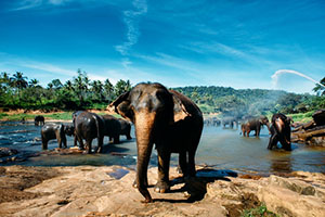 Visit the Pinnawala Elephant Orphanage